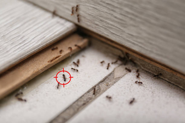 Best Cockroach Control Services  in Kirkland, IL