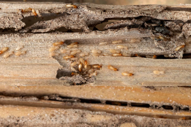 Best Wasp Removal Services  in Kirkland, IL